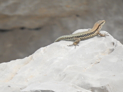 Phoenicolacerta kulzeri