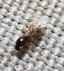 Linepithema humile