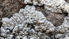 Solenopsora candicans