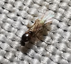 Linepithema humile