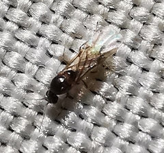 Linepithema humile