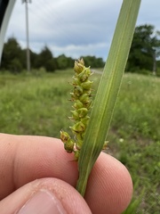 Carex microdonta