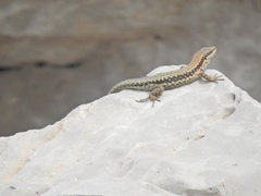 Phoenicolacerta kulzeri