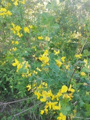 Cytisophyllum sessilifolium