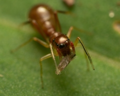 Synemosyna formica