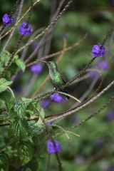 Chlorostilbon melanorhynchus