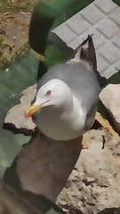 Larus michahellis