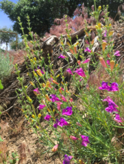 Penstemon heterophyllus australis