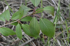 Populus suaveolens