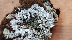 Squamarina lentigera