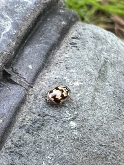 Mulsantina