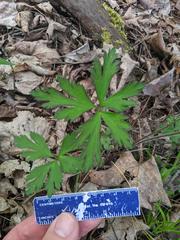 Ranunculus hispidus hispidus