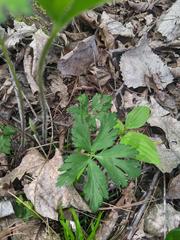 Ranunculus hispidus hispidus