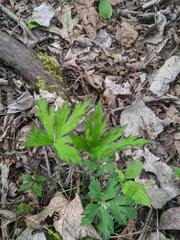 Ranunculus hispidus hispidus