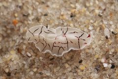 Eurylepta californica