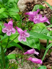 Penstemon smallii