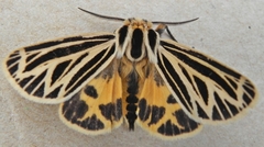 Apantesis virguncula