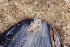 Eurylepta californica