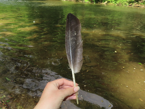 Plume de Bernache du Canada