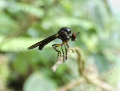 Oidardis