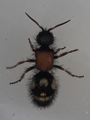 Physetopoda punctata