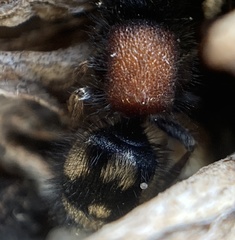 Physetopoda punctata