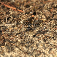 Ammophila urnaria