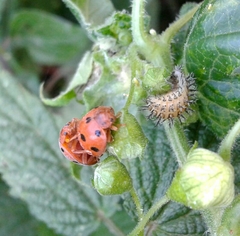 Henosepilachna argus