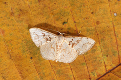 Idaea subfervens