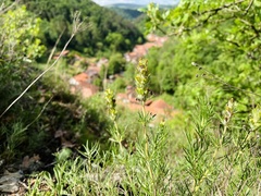 Dracocephalum austriacum