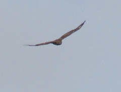 Buteo buteo