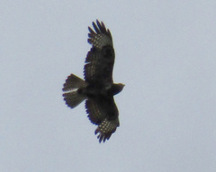 Buteo buteo