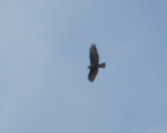 Buteo buteo