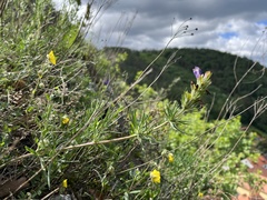 Dracocephalum austriacum