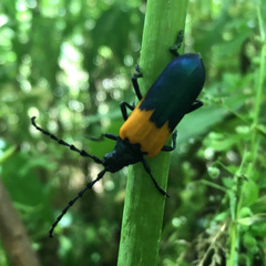 Desmocerus palliatus