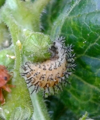 Henosepilachna argus