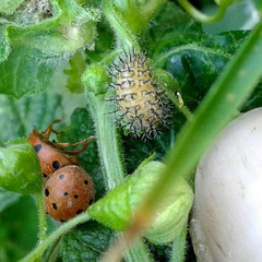 Henosepilachna argus