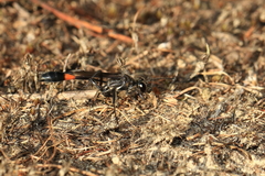Ammophila urnaria