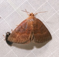 Argyrostrotis deleta