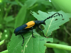 Desmocerus palliatus