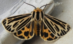 Apantesis virguncula
