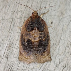 Archips infumatana