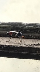 Agrothereutina
