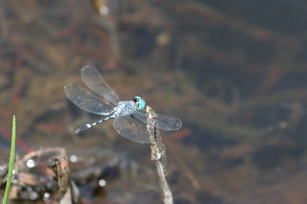 Micrathyria occipita