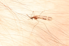 Anopheles punctipennis