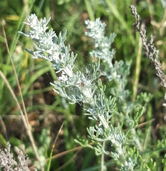 Artemisia caerulescens gallica