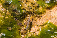 Ranatra quadridentata