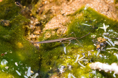 Ranatra quadridentata