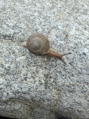 Webbhelix multilineata