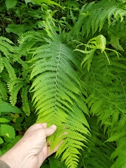 Deparia acrostichoides